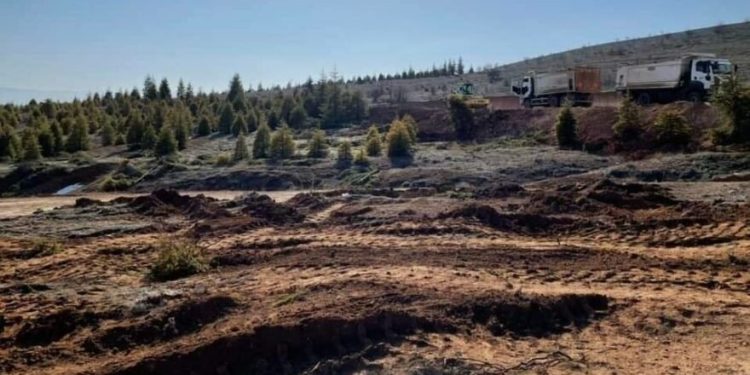 185 ağaç kesen firmaya, 5 bin ağaç dikme cezası