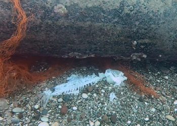 Hayalet ağlar deniz altında ölüm saçıyor