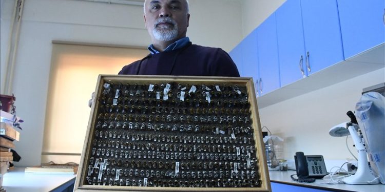 ‘Böcek sevdalısı’ profesörün, 4 bin türlük koleksiyonu