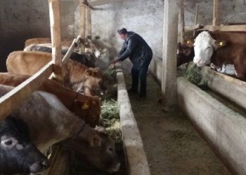 Iğdırlı Besici: Bir balya ot 70 lira, bunu adam alıp hayvanına veremez