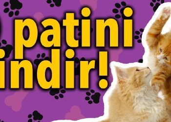 O patini indir!